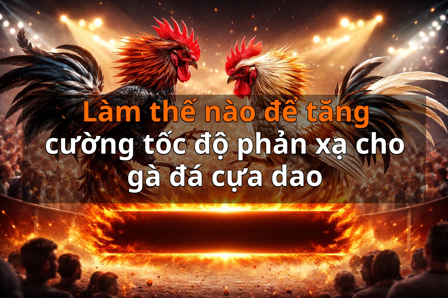 Làm thế nào để tăng cường tốc độ phản xạ cho gà đá cựa dao