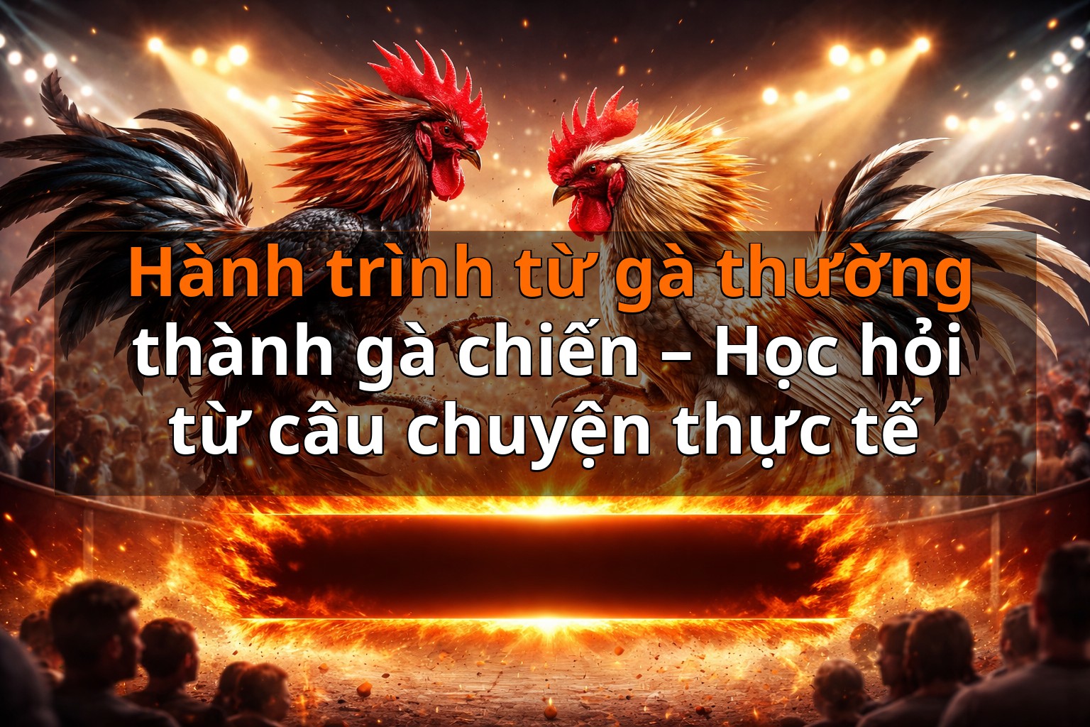 Hành trình từ gà thường thành gà chiến – Học hỏi từ câu chuyện thực tế