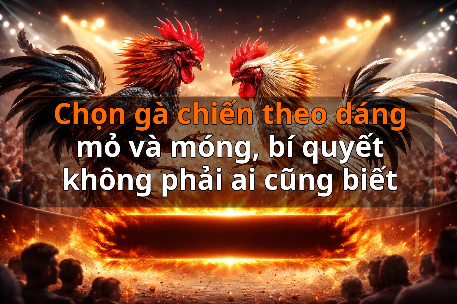 Chọn gà chiến theo dáng mỏ và móng, bí quyết không phải ai cũng biết