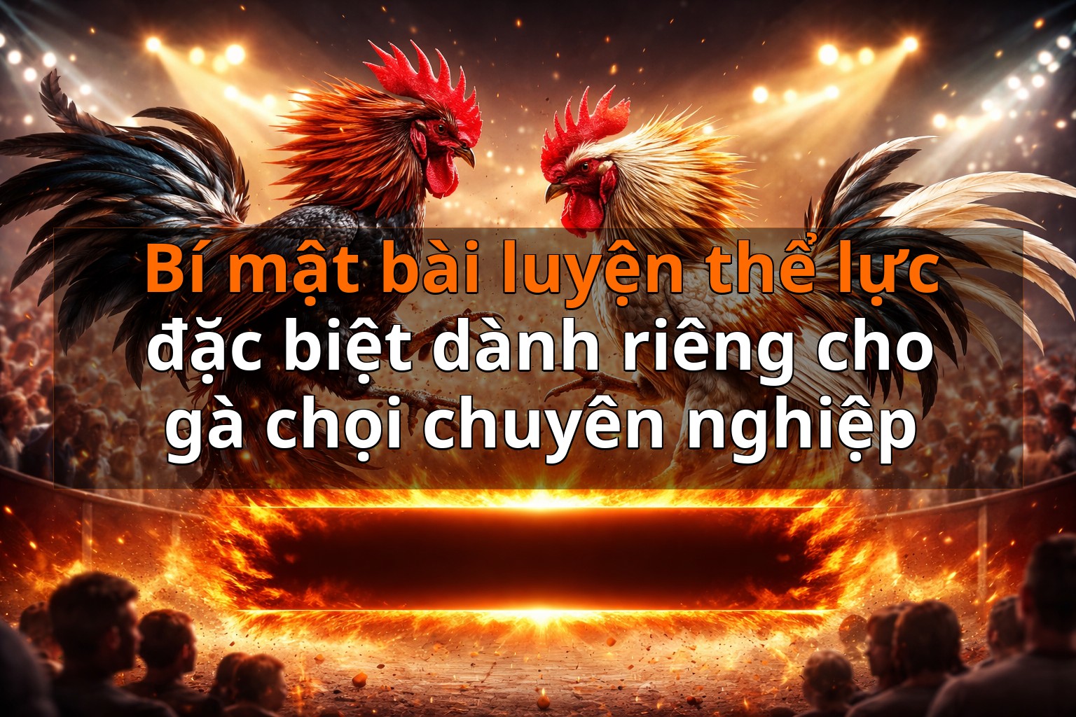 Bí mật bài luyện thể lực đặc biệt dành riêng cho gà chọi chuyên nghiệp