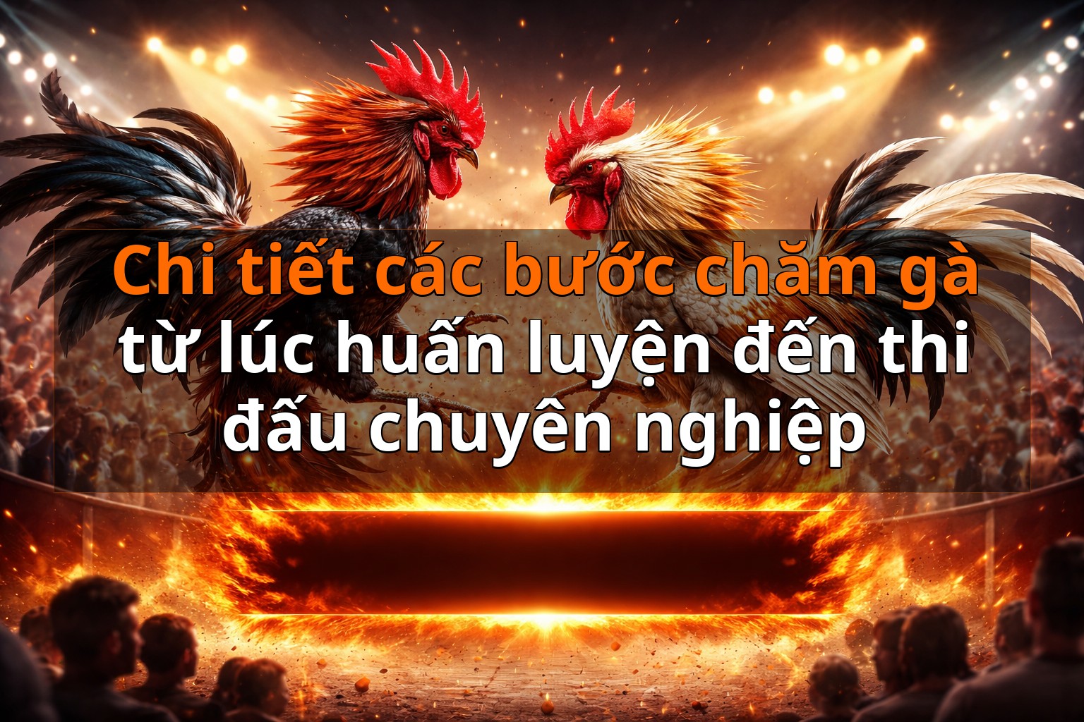 Chi tiết các bước chăm gà từ lúc huấn luyện đến thi đấu chuyên nghiệp